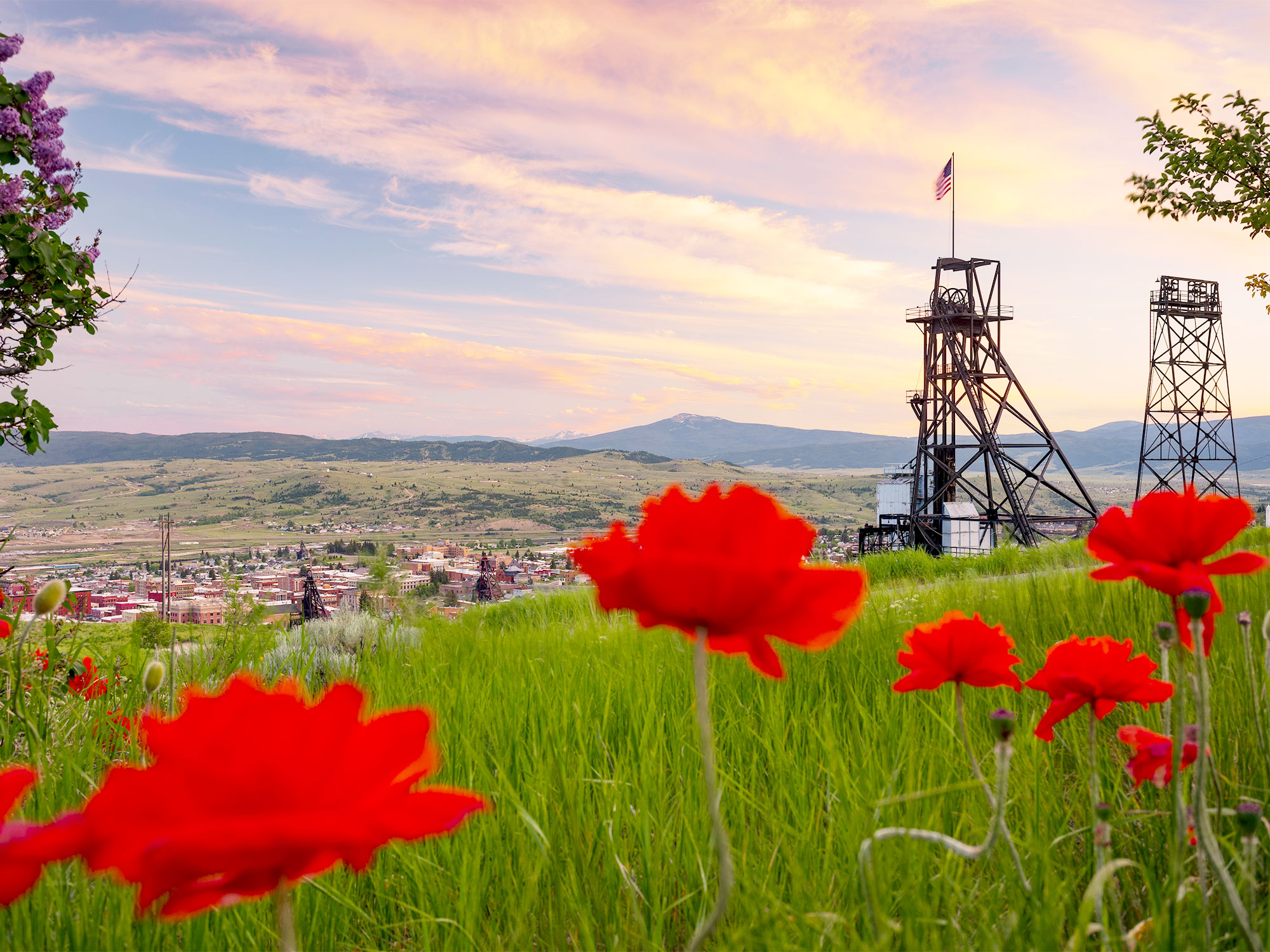 Red flowers on hilltop field overlooking Butte, Montana