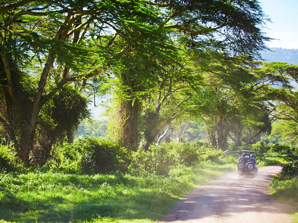 Jeep driving on dirt road surrounded by foliage in Tanzania
