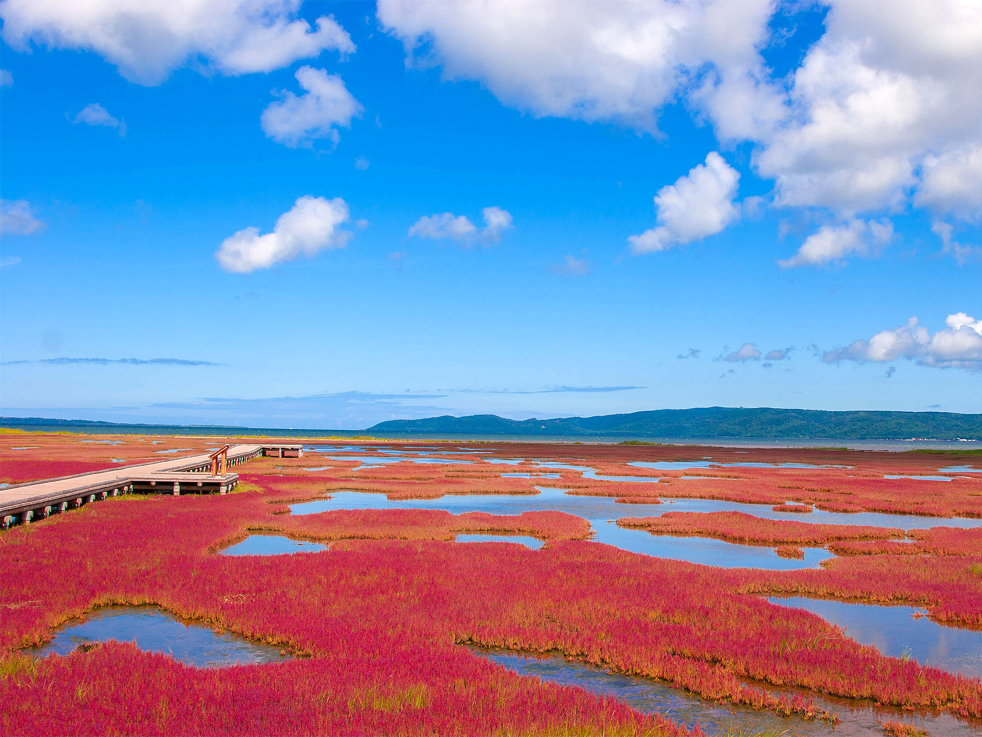 Deep-red flora of Red Beach in China, seen from above
