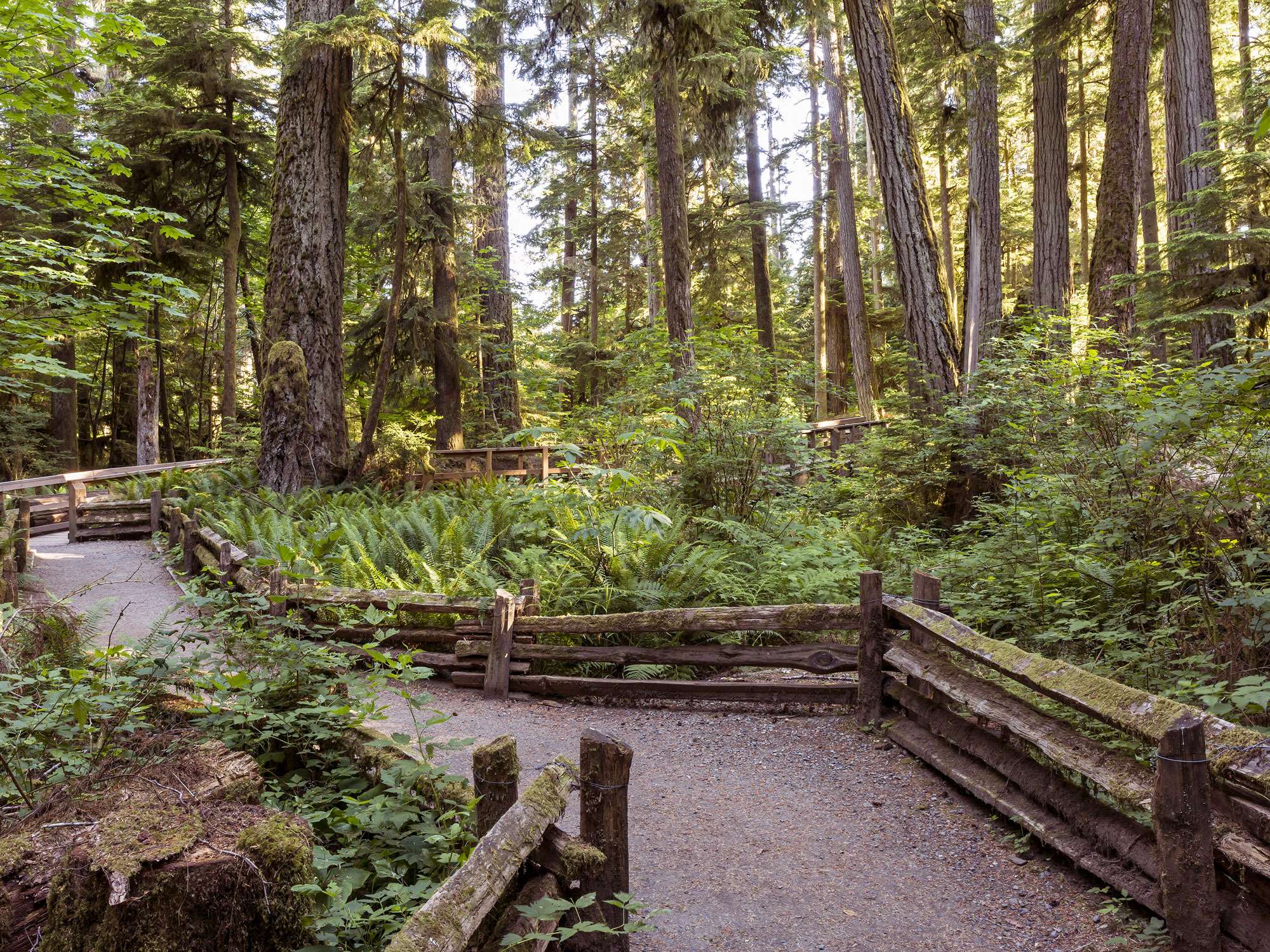 Forest pathway through Cathedral Grove, British Columbia
