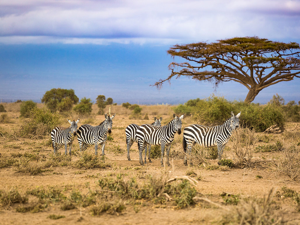 Herd of zebra in desert landscape of Botswana