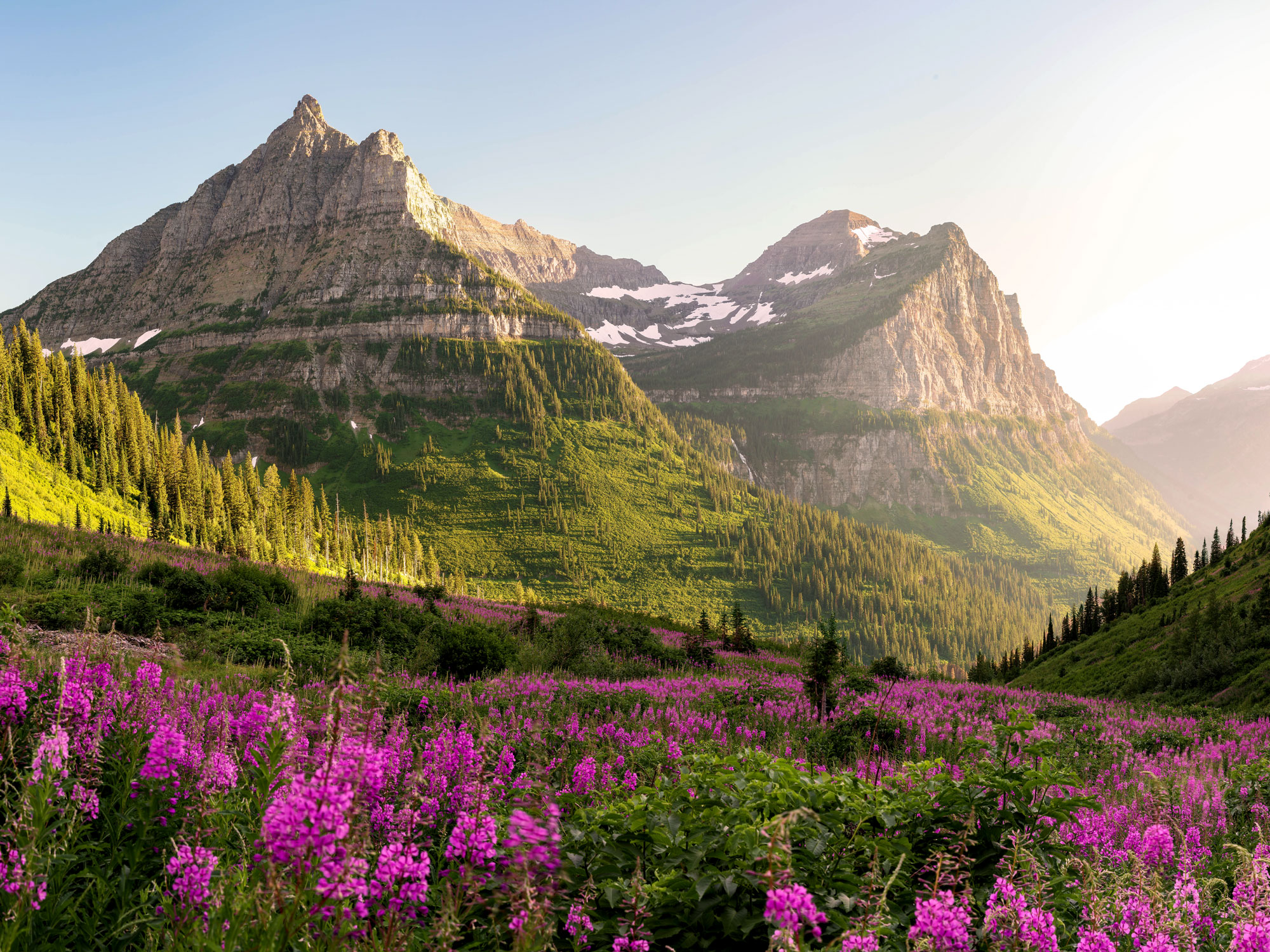 Mountains, glaciers, and blooming wildflowers in Montana's Glacier National Park
