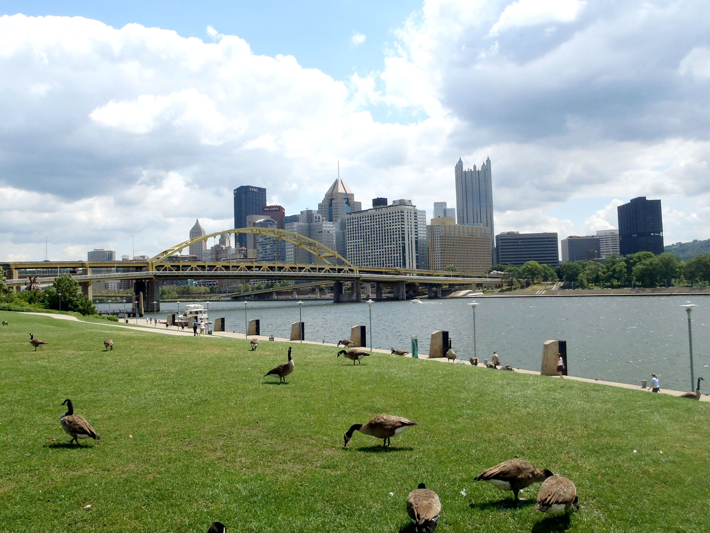 Geese grazing along riverfront in Pittsburgh, Pennsylvania