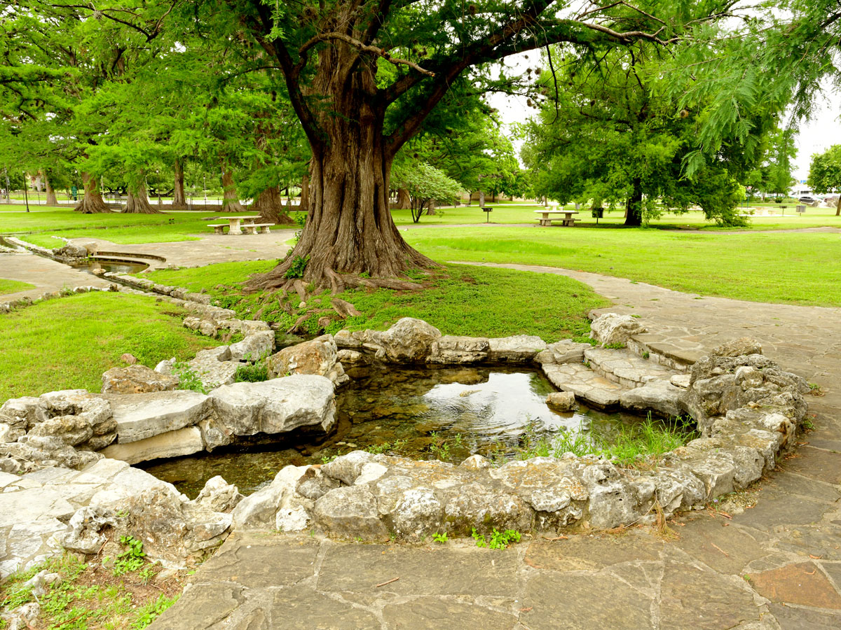 Tree and natural springs at San Pedro Springs Park in Texas