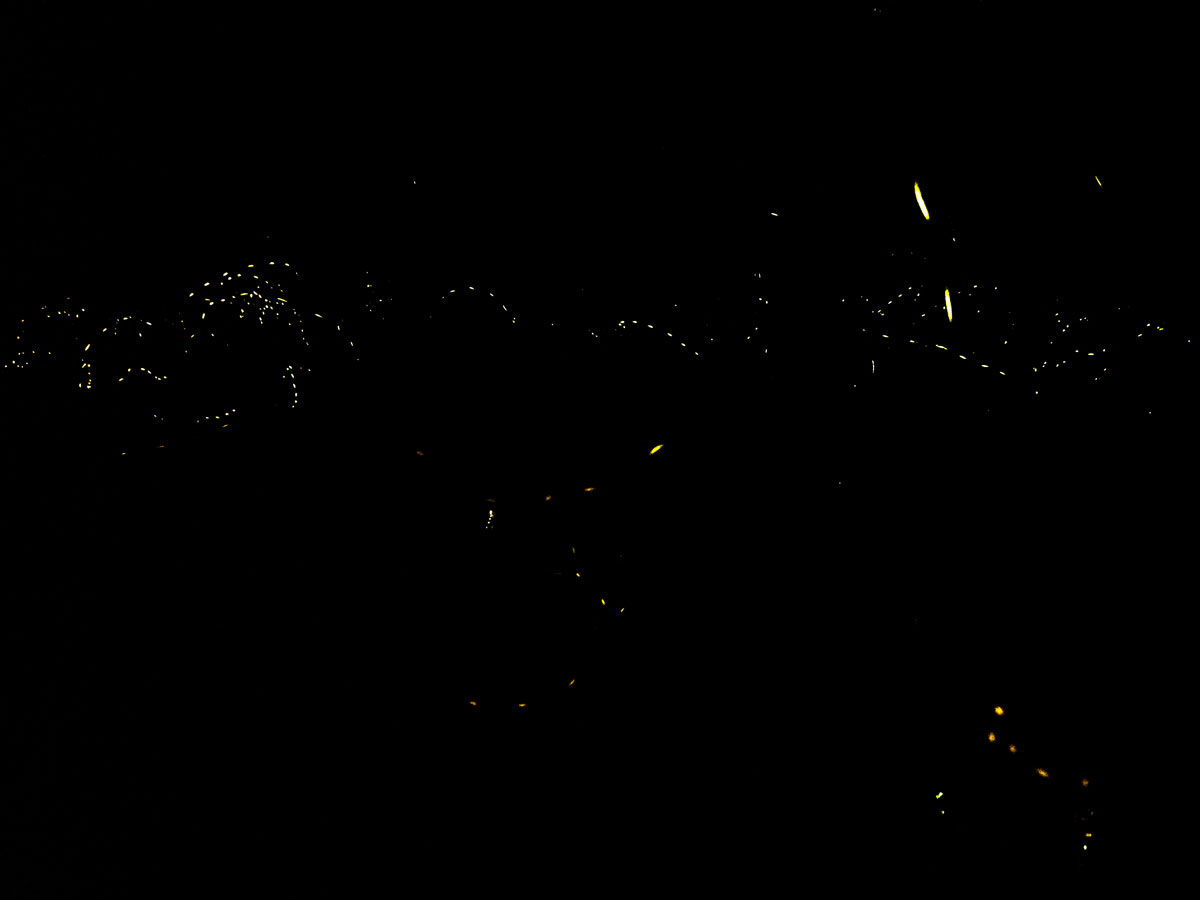 Synchronous fireflies seen at night in Great Smoky Mountains National Park