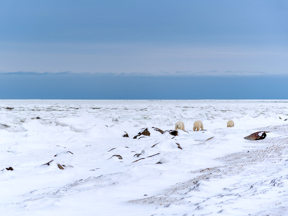 Pack of polar bears roaming snowy landscape