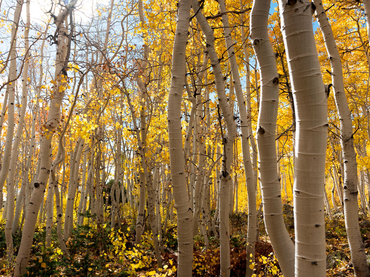 Forest of golden aspens in Utah