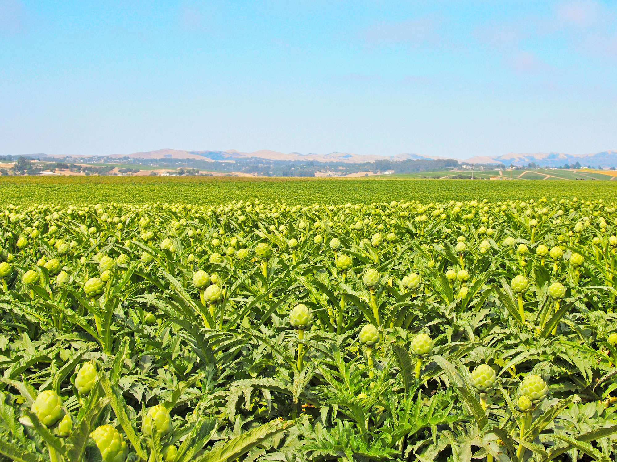 Artichoke fields in Castroville, California