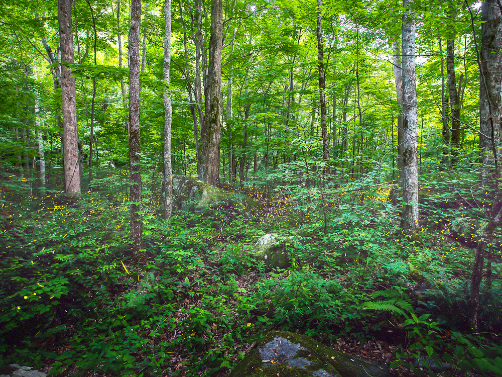 Synchronous fireflies flashing lights in Great Smoky Mountains National Park