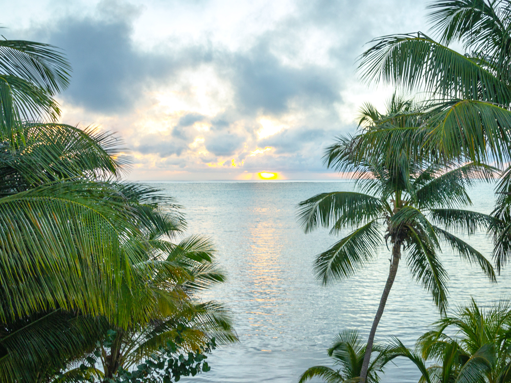 View of sunset over ocean between palm trees in Belize