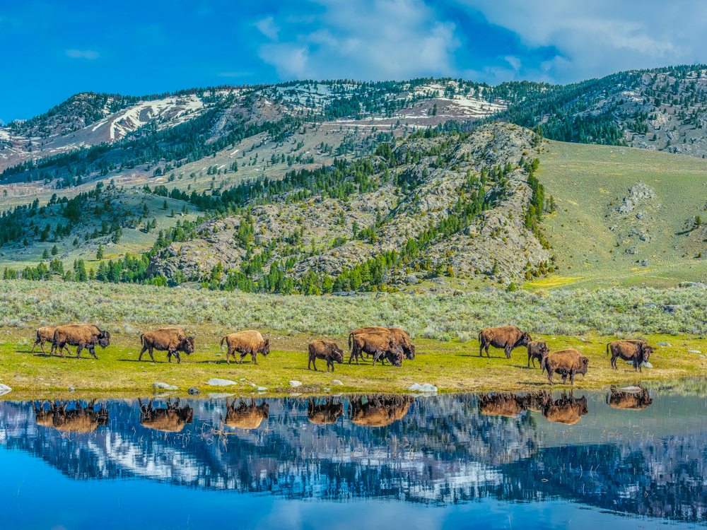 Herd of bison grazing beside lake in Yellowstone National Park, Wyoming