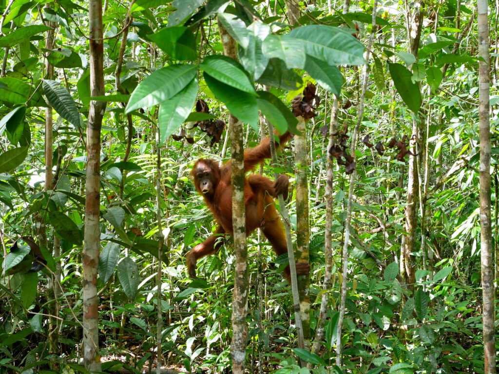 Orangutans swinging on tree in rainforest of Borneo