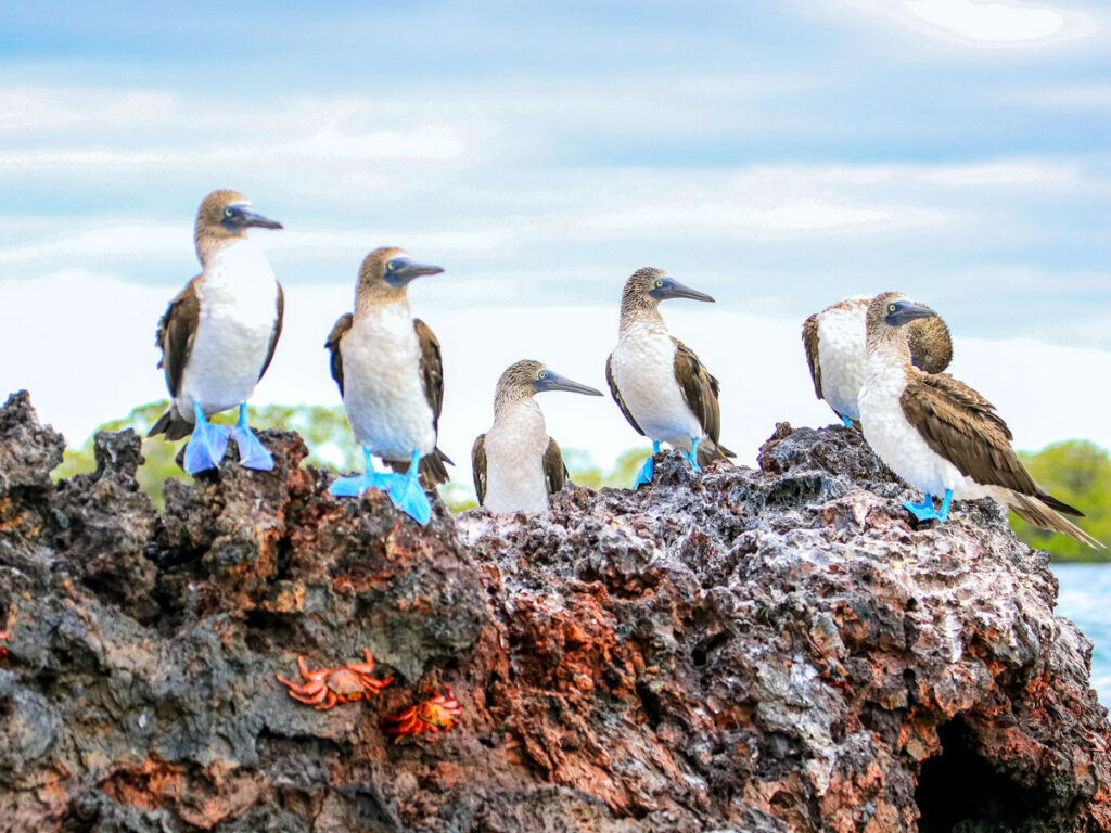 Blue-footed boobies and crabs on rock in the Galápagos Islands