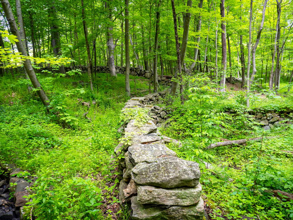 Stone walls overgrown with foliage in Connecticut