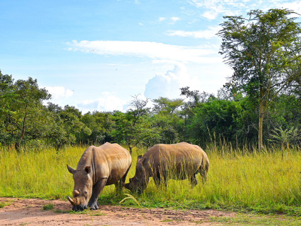 Pair of rhinos grazing