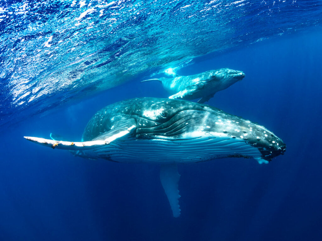 Underwater view of two humpback whales