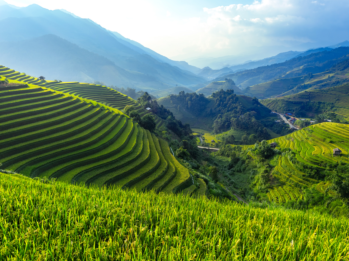 Terraced rice fields on hills in Vietnam