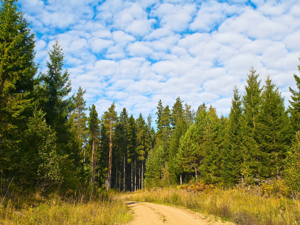 State Line Trail surrounded by forest in Michigan