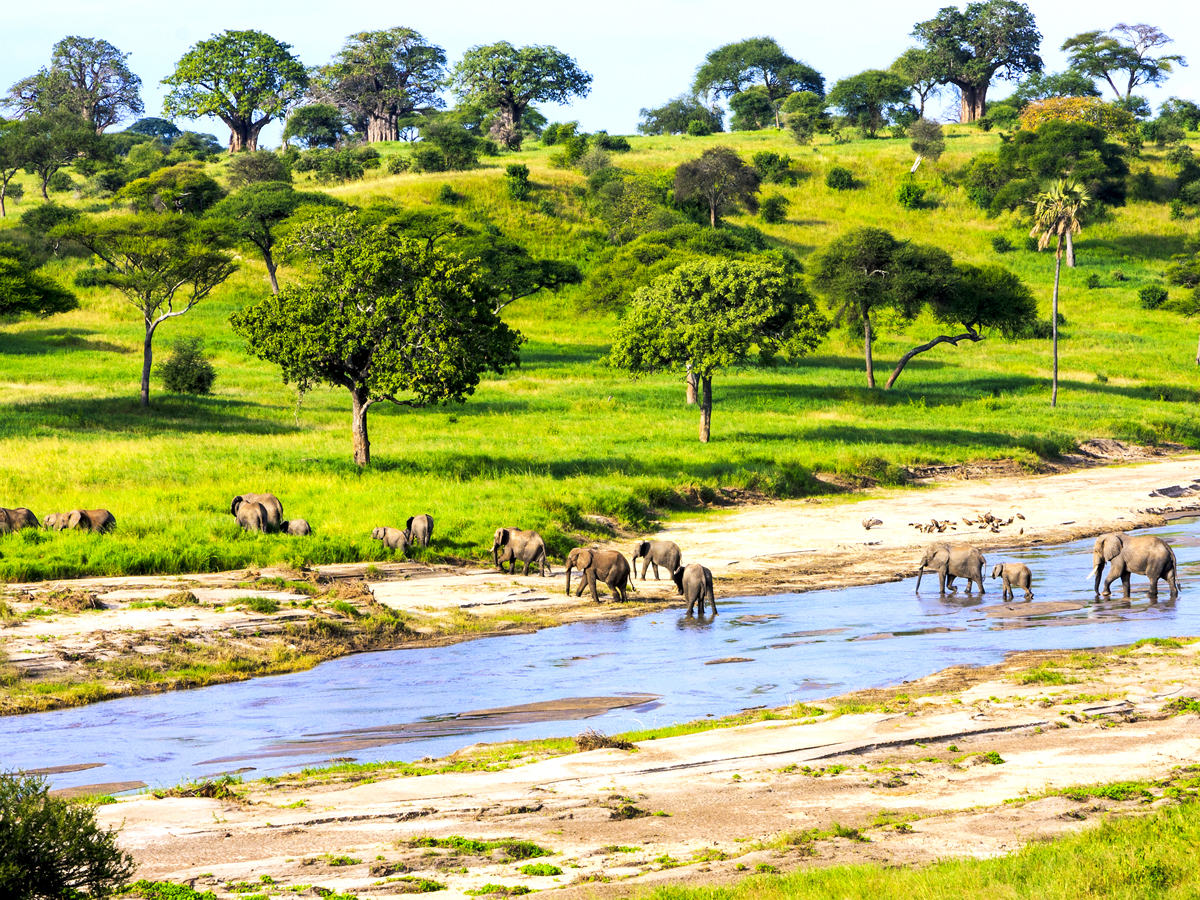 Elephant herd crossing stream in Tanzania's Serengeti National Park