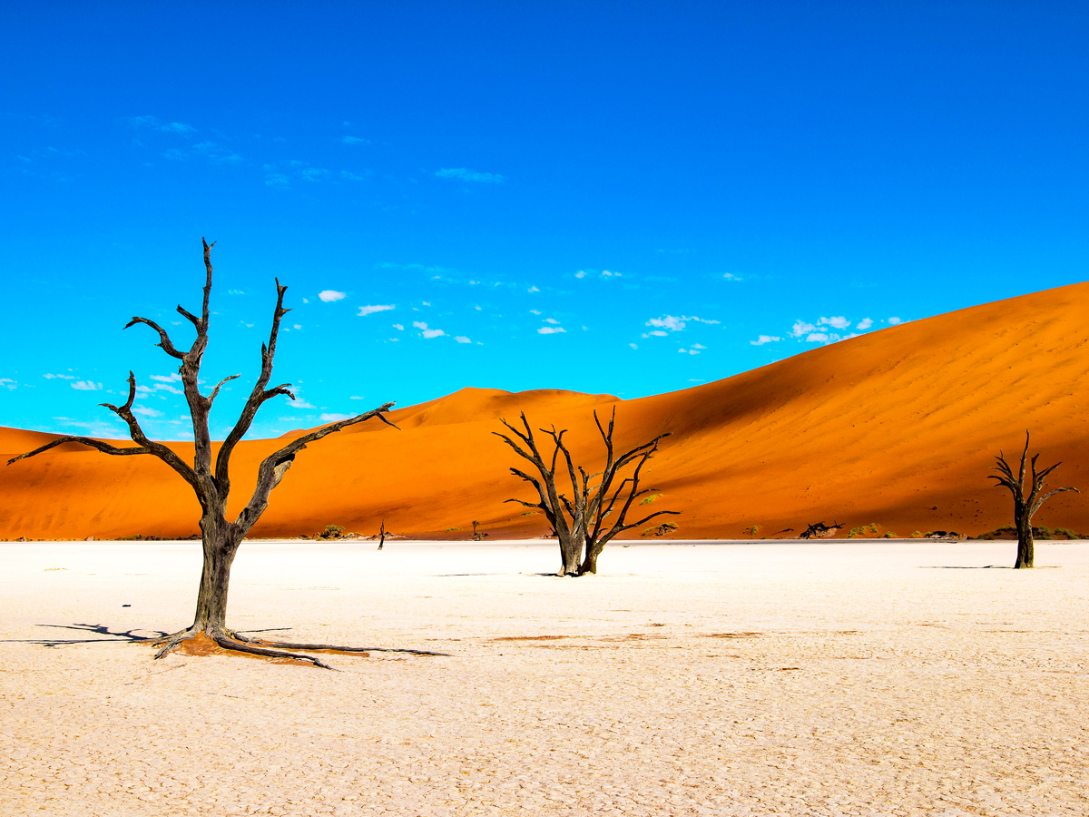 Barren trees and red sand dunes of Sossusvlei in Namibia