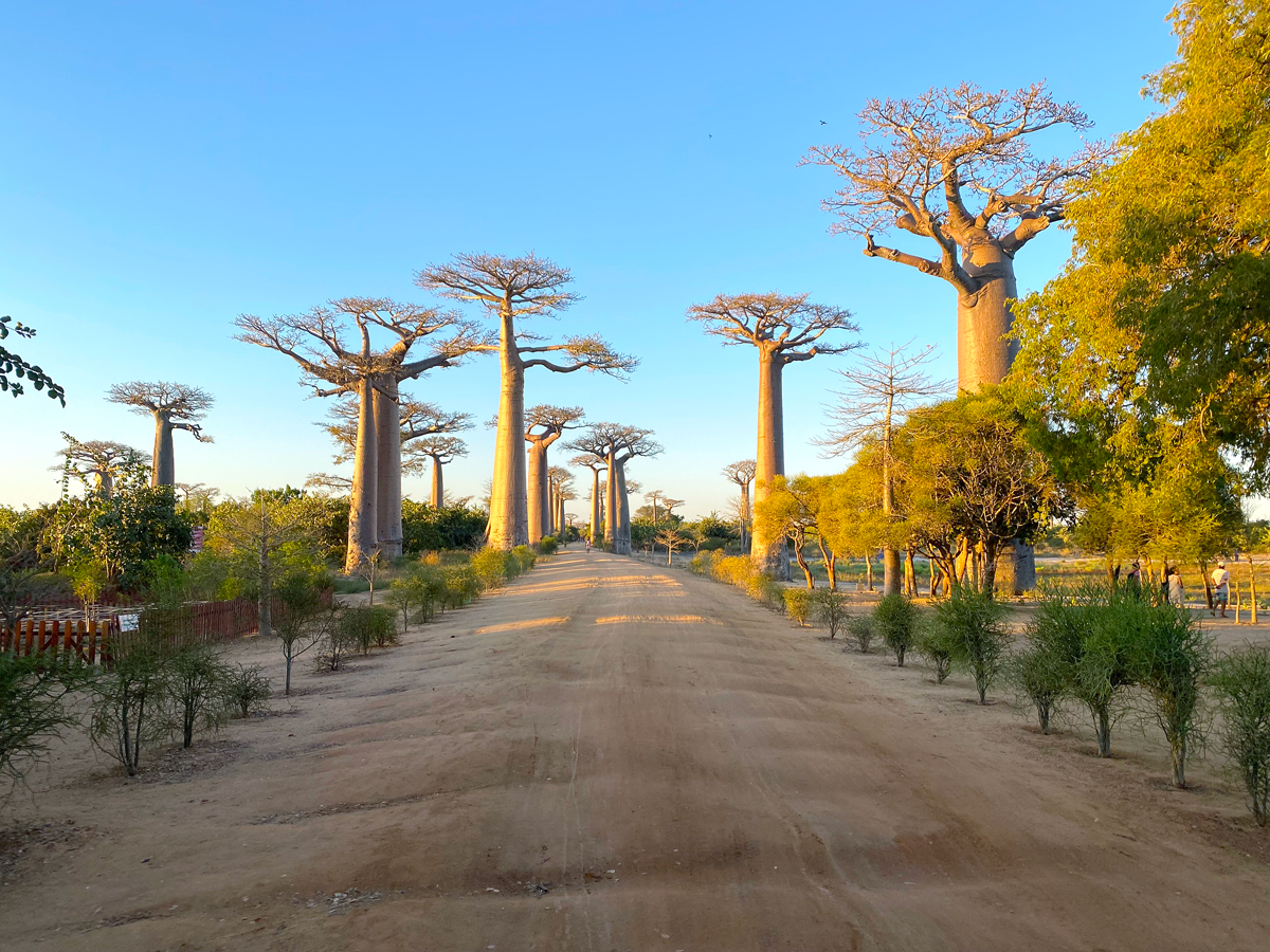 Dirt road lined with baobab trees in Madagascar