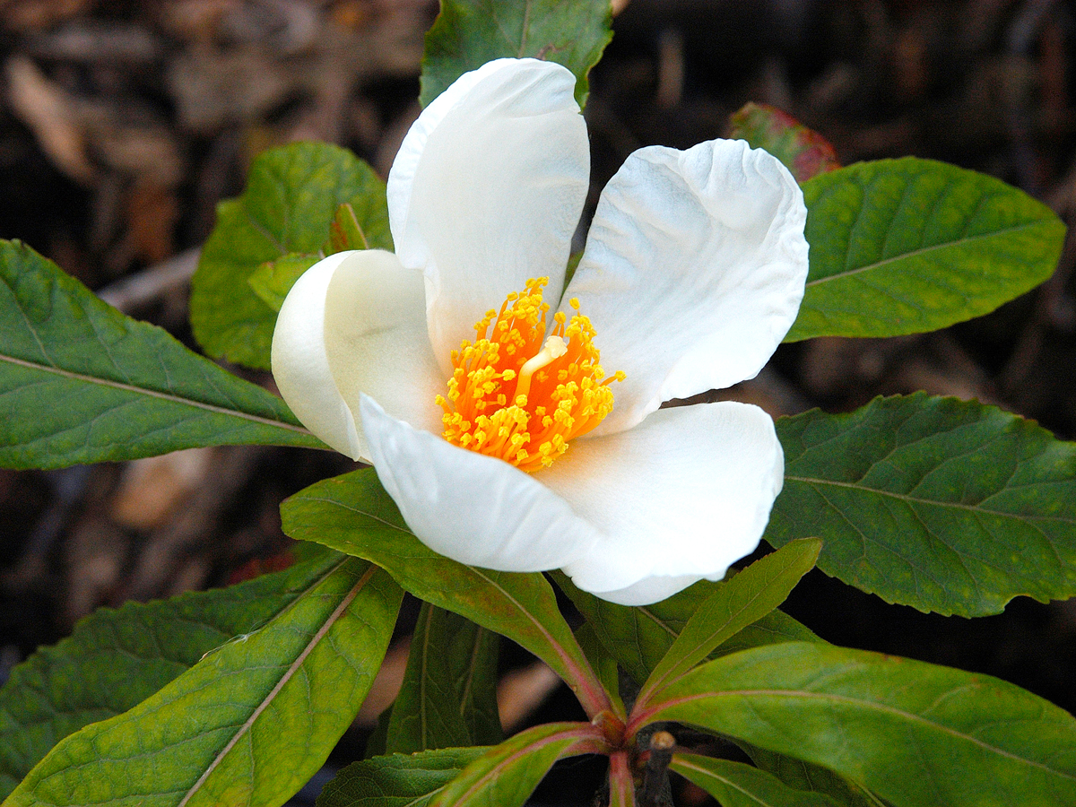 Close-up view of white Franklin tree flower