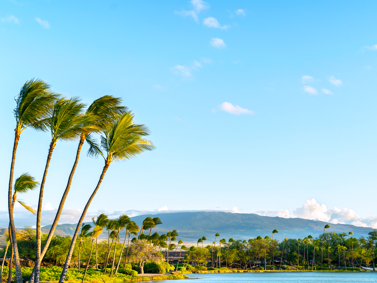 Palm trees blowing on Big Island of Hawaii with Mauna Loa in the distance