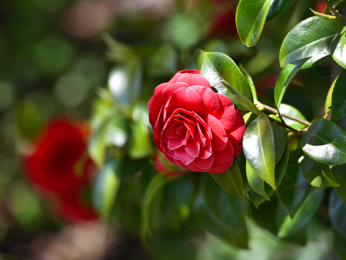 Close-up view of the Middlemist red camellia flower