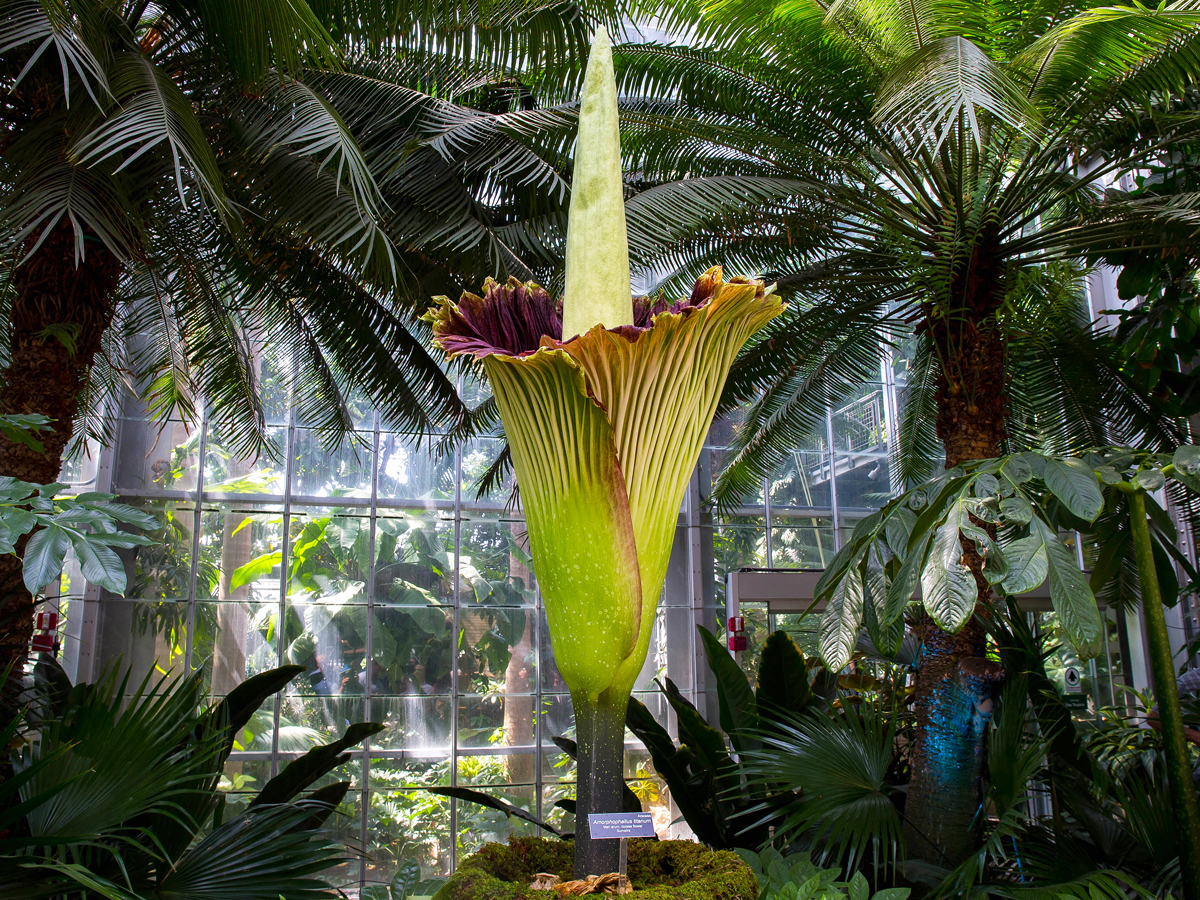 Corpse flower on display in botanic garden