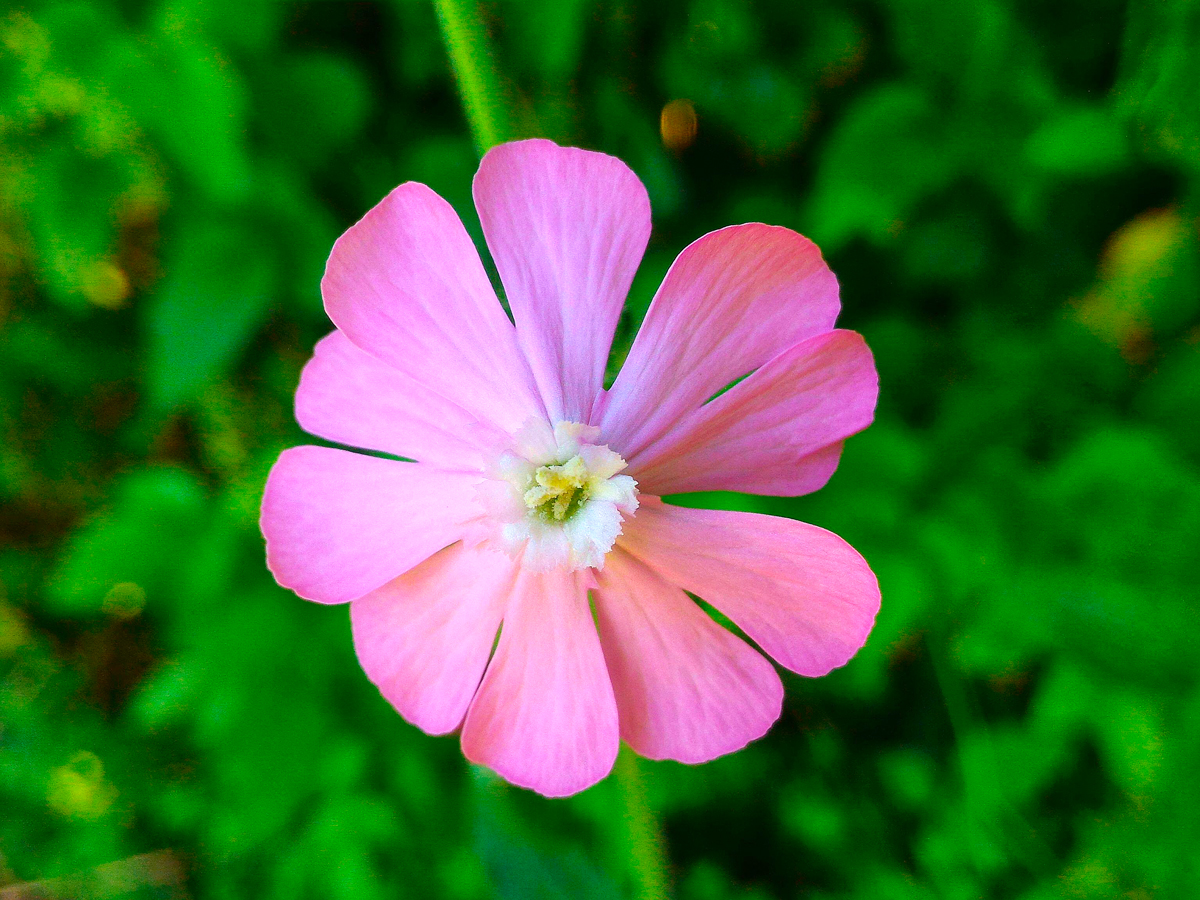 Image of single pink Gibraltar campion flower