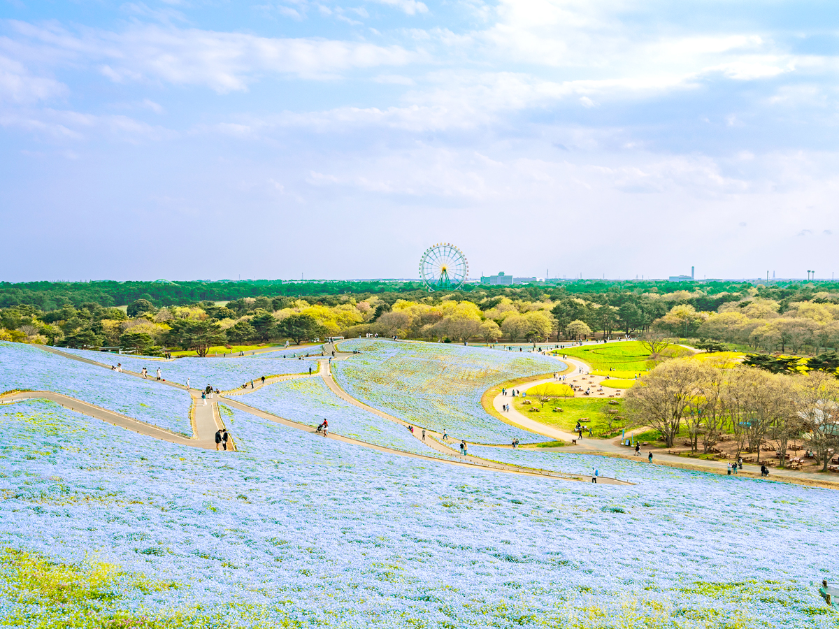 People walking among bright blue flowers of Hitachi Seaside Park in Japan