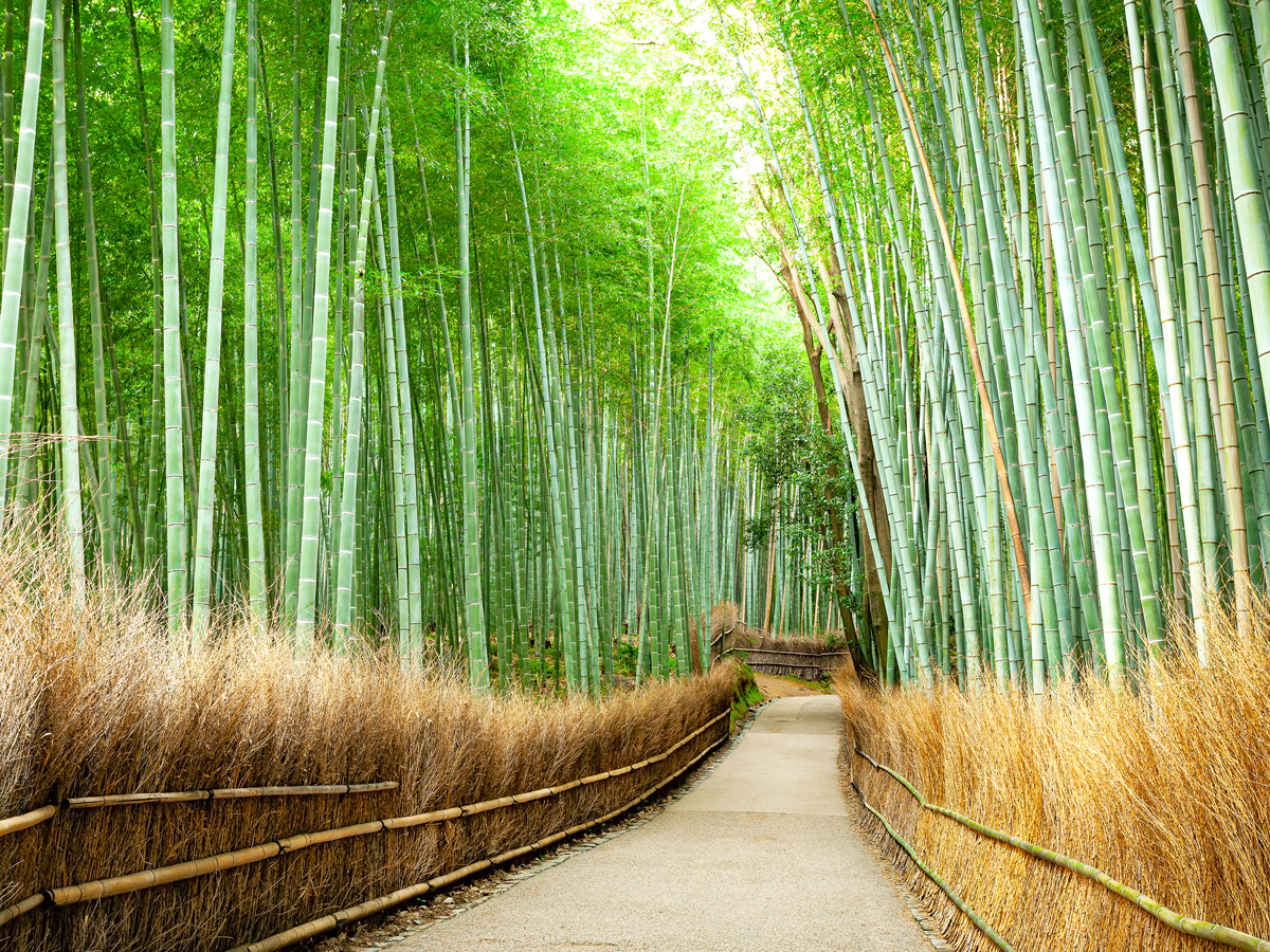 Pathway through Japan's Arashiyama Bamboo Grove