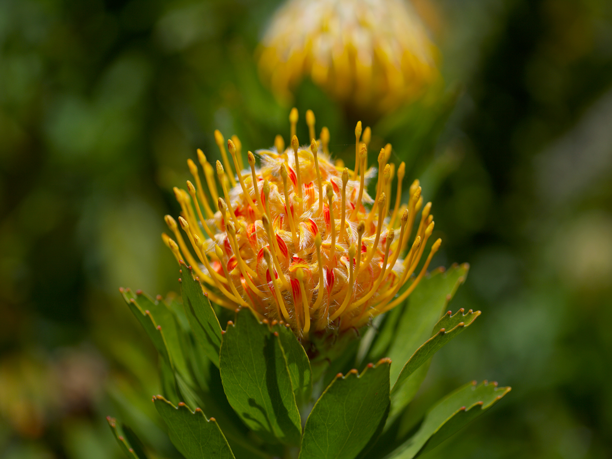 Close-up view of the Catherine-wheel pincushion flower