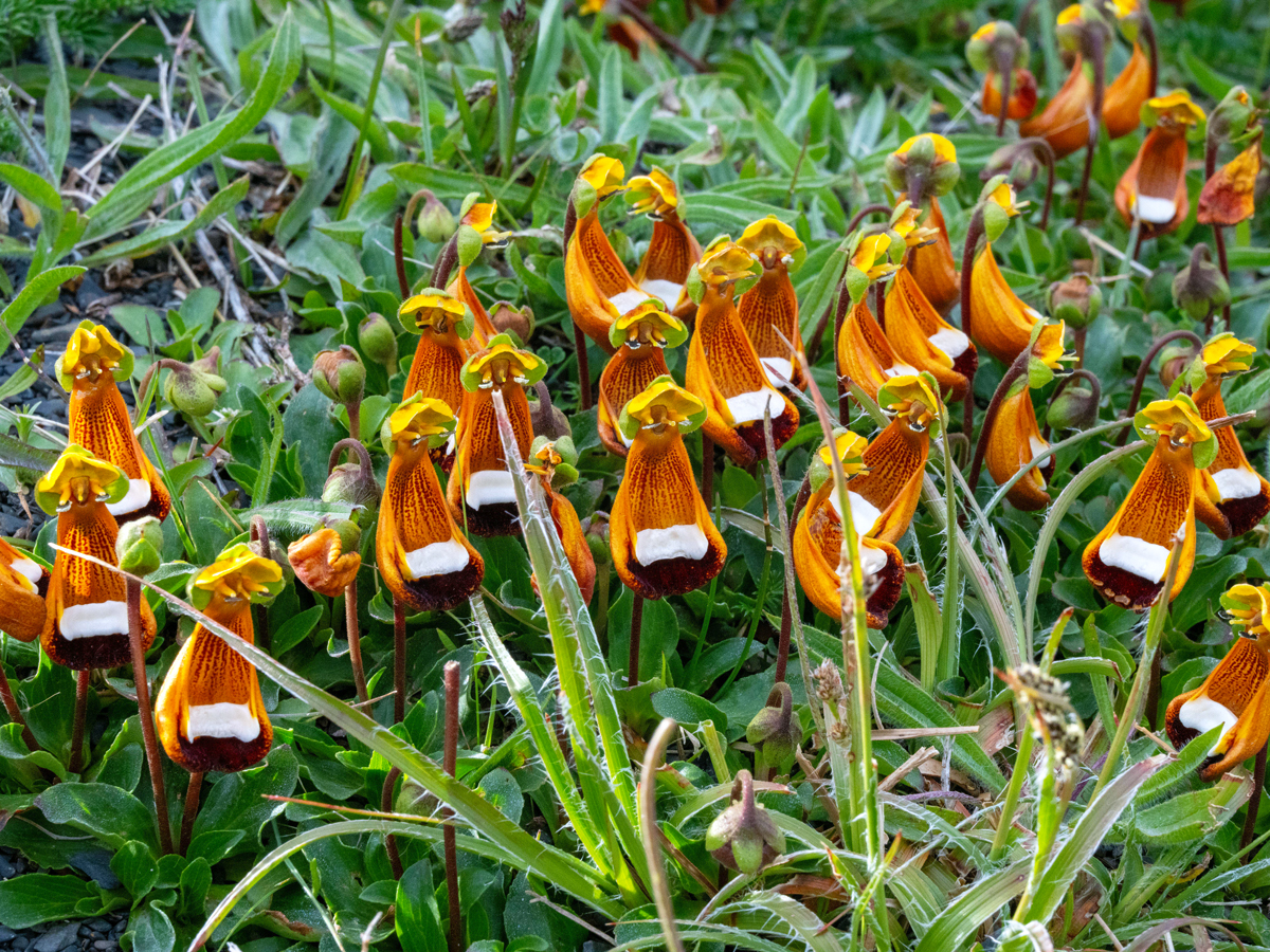 Flowering bush containing several Darwin's slipper blooms