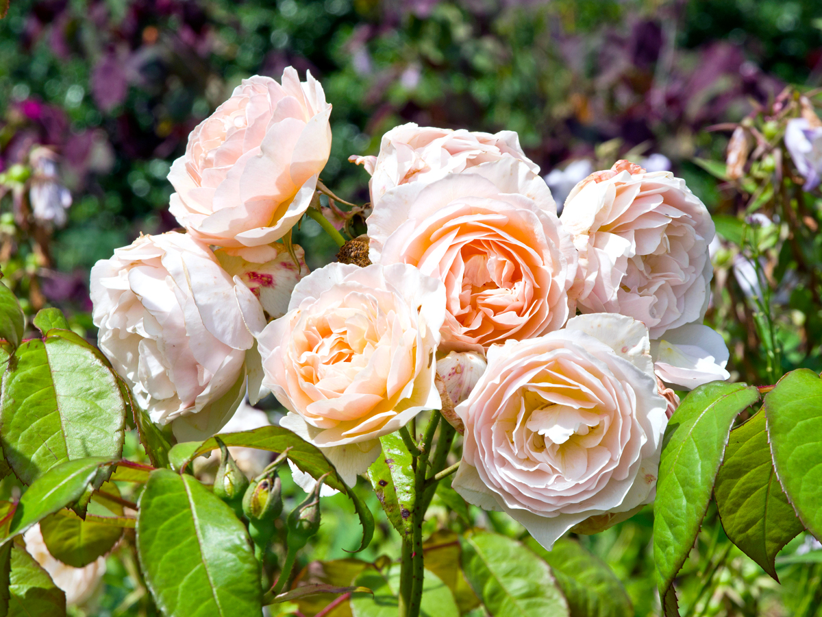 Juliet rose flowers in full bloom