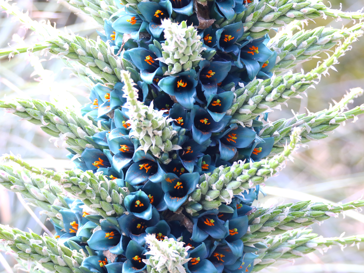 Image of the blue Puya flower found in the Blue Mountains of Australia