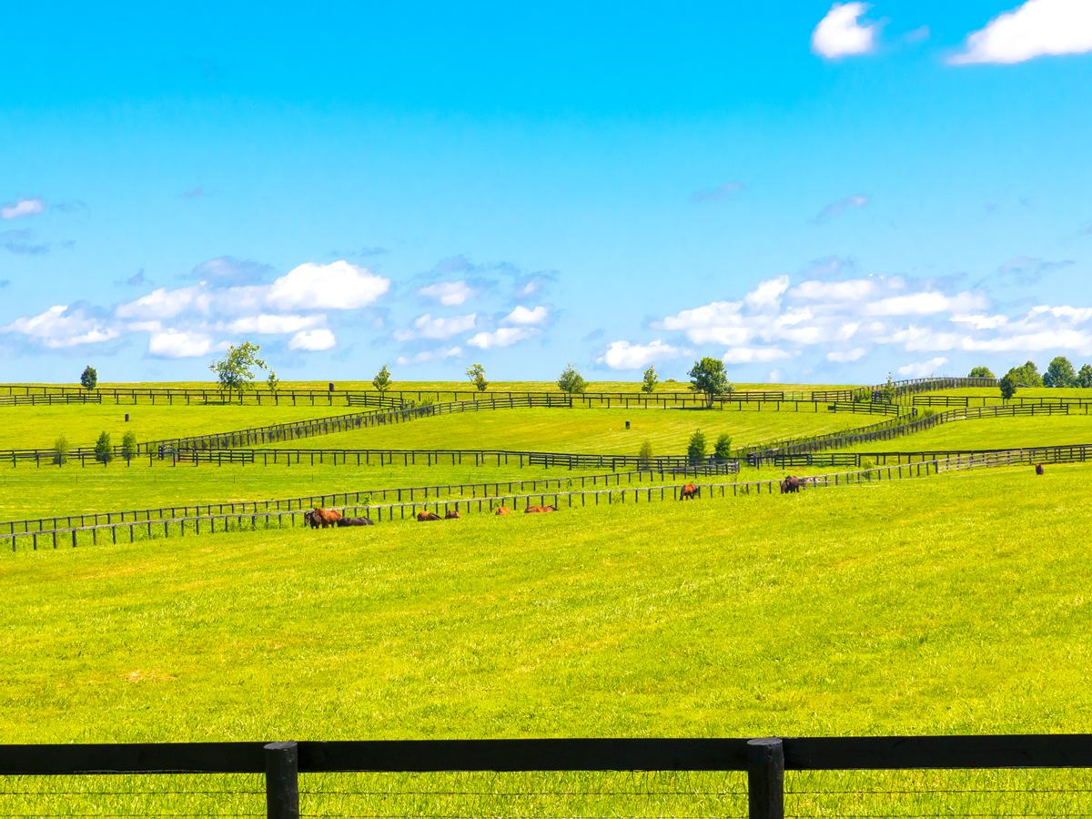 Rolling green pastures of Kentucky horse farm