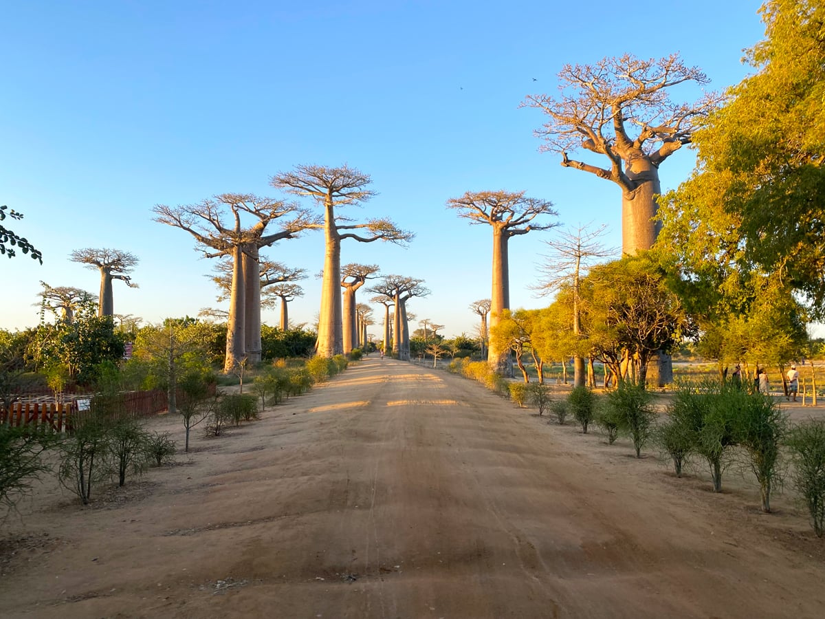 Baobab trees lining dusty road in Madagascar