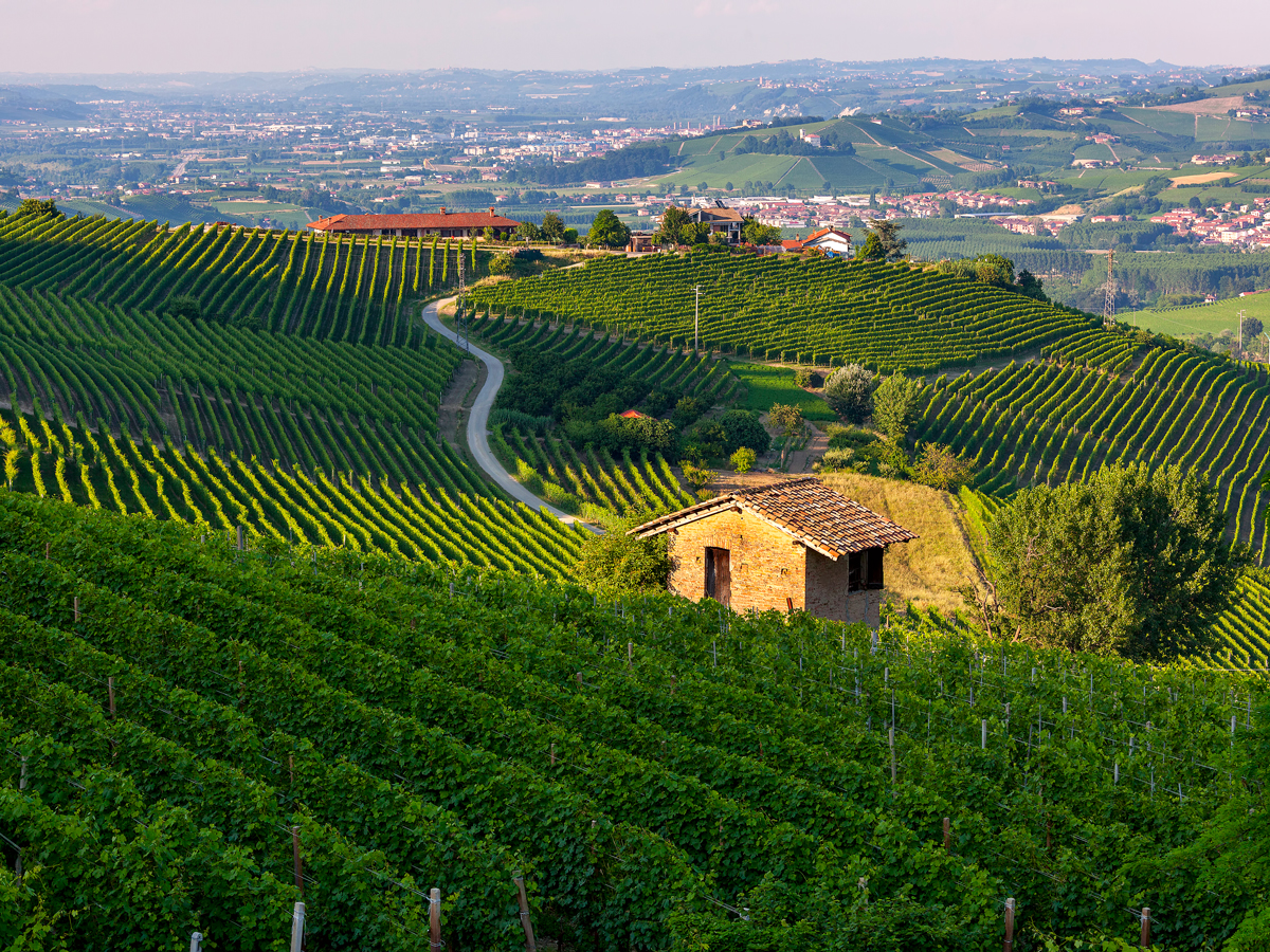 Vineyards on rolling hillside in Barolo, Italy