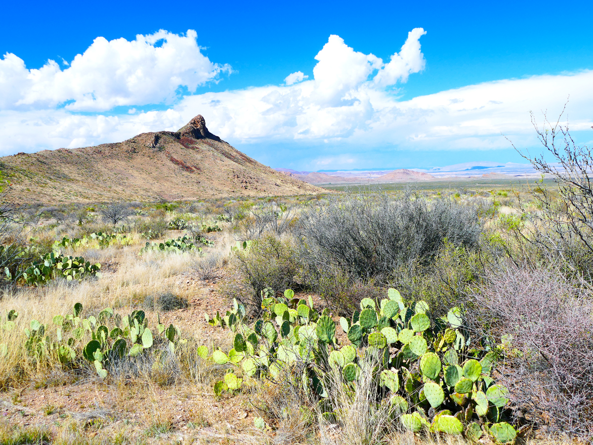 Cacti and flowers in Texas' Big Bend National Park