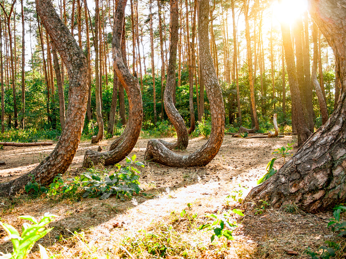 Sun shining through oddly shaped trees of Poland's Crooked Forest