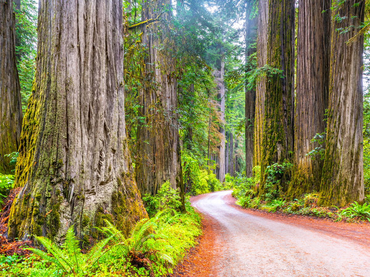 Towering redwood trees in California