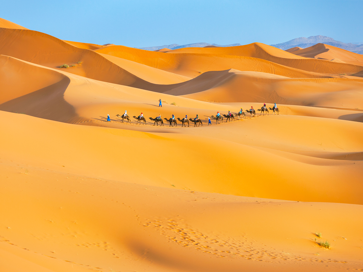 Camels carrying people walking across sand dunes in Morocco