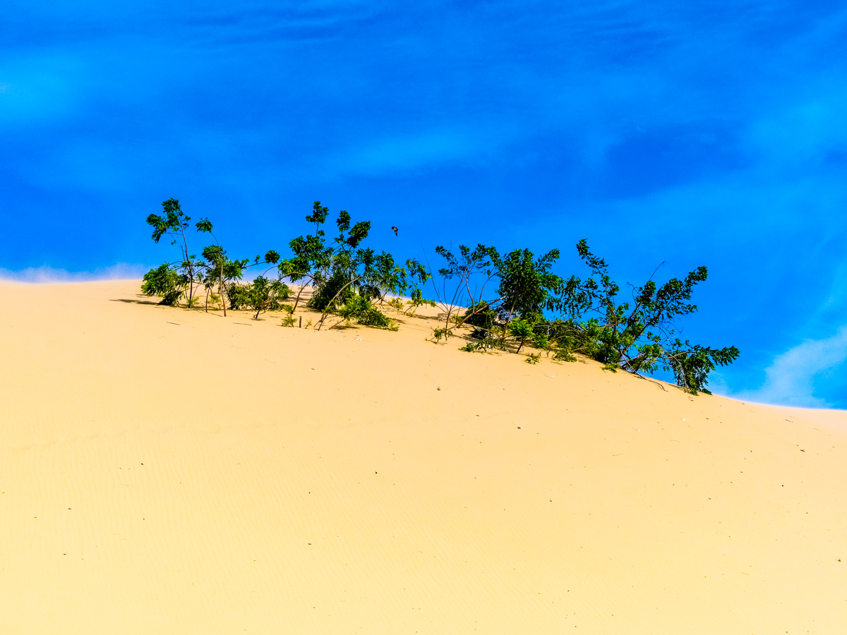 Small patch of trees on Mũi Né dunes in Vietnam
