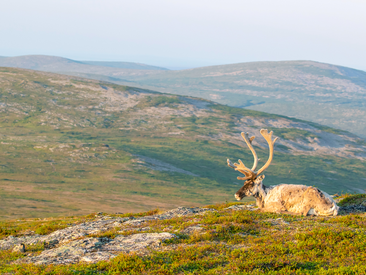 Reindeer overlooking national park in Finland