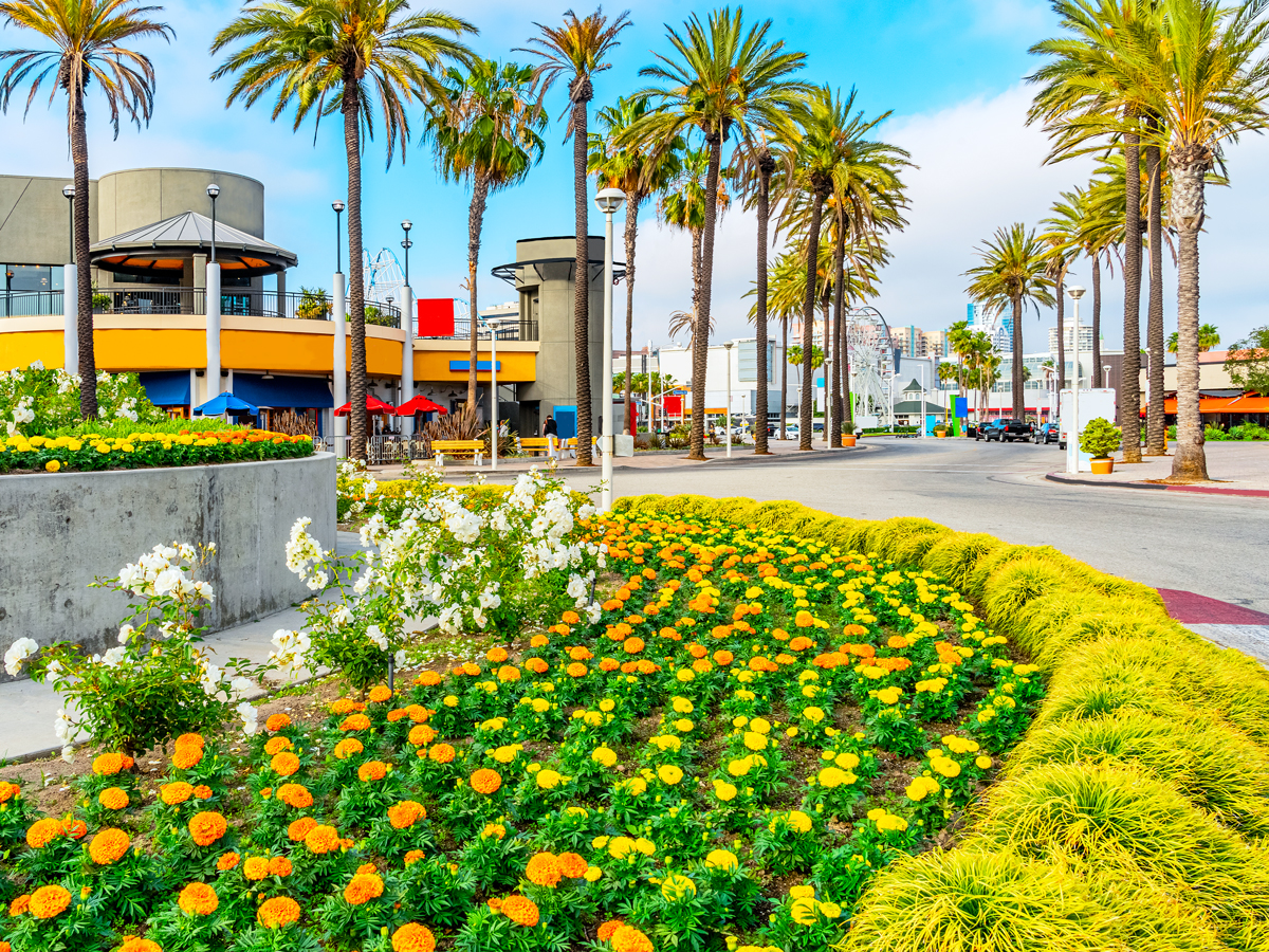 Flowers and palm trees in downtown Long Beach, California