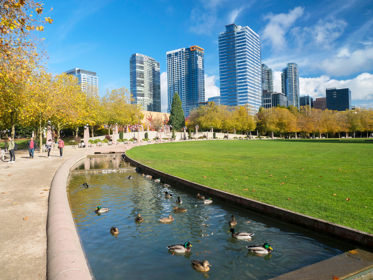 Ducks in pond in Bellevue park