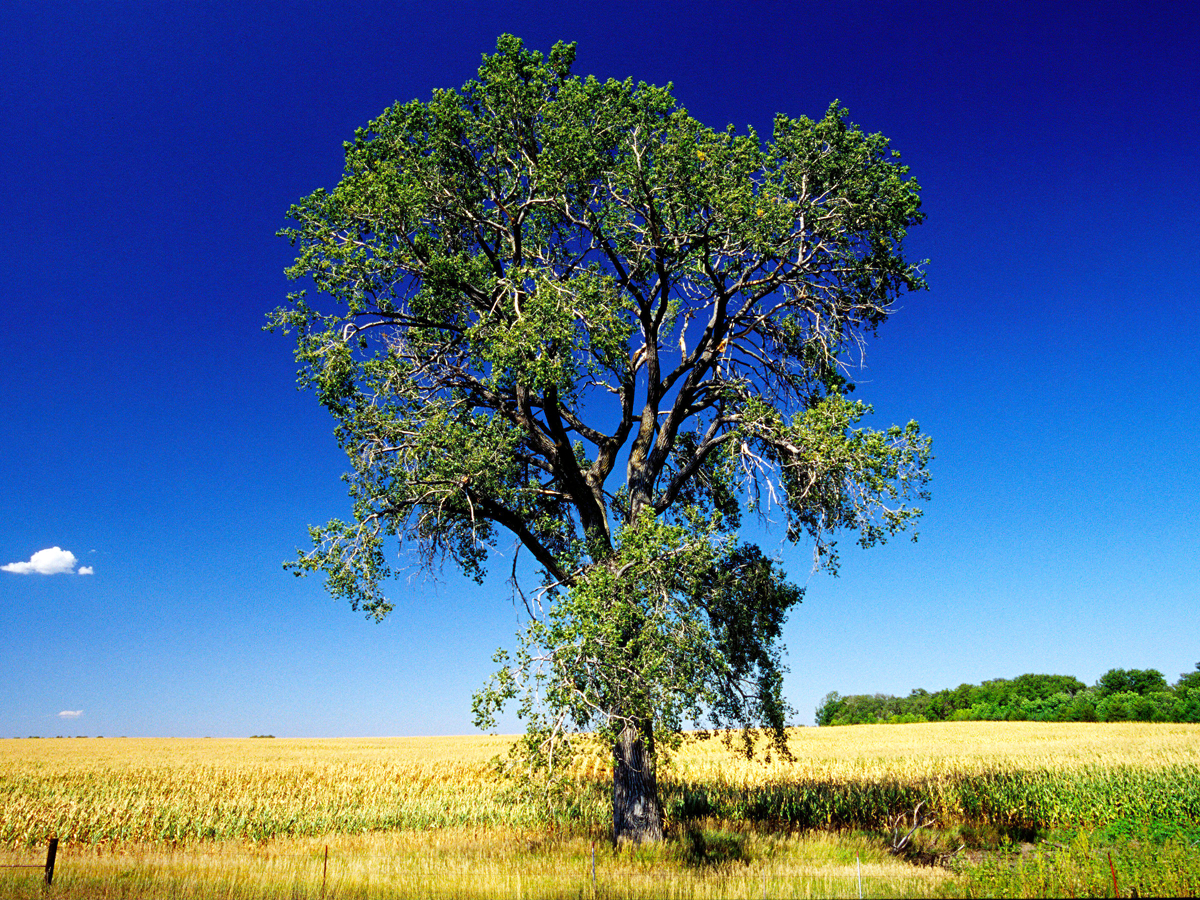 Lone tree on prairie near Gregory, South Dakota