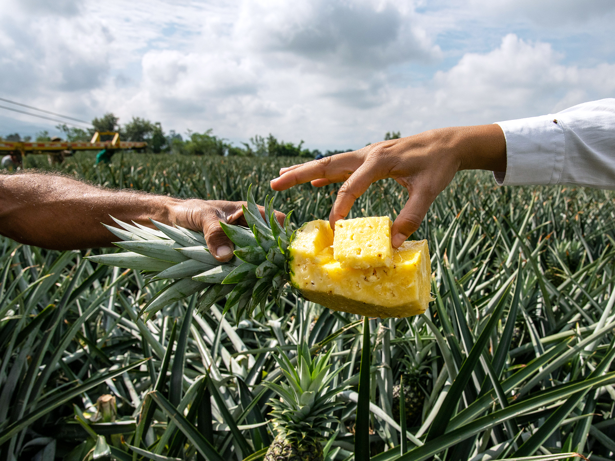People eating pineapple on farm
