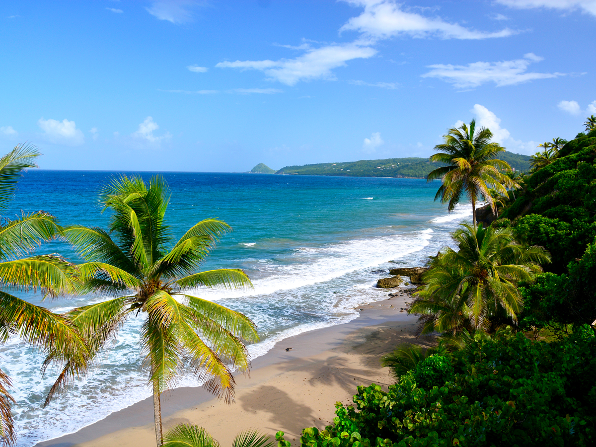 Sandy palm tree-lined beach in Grenada